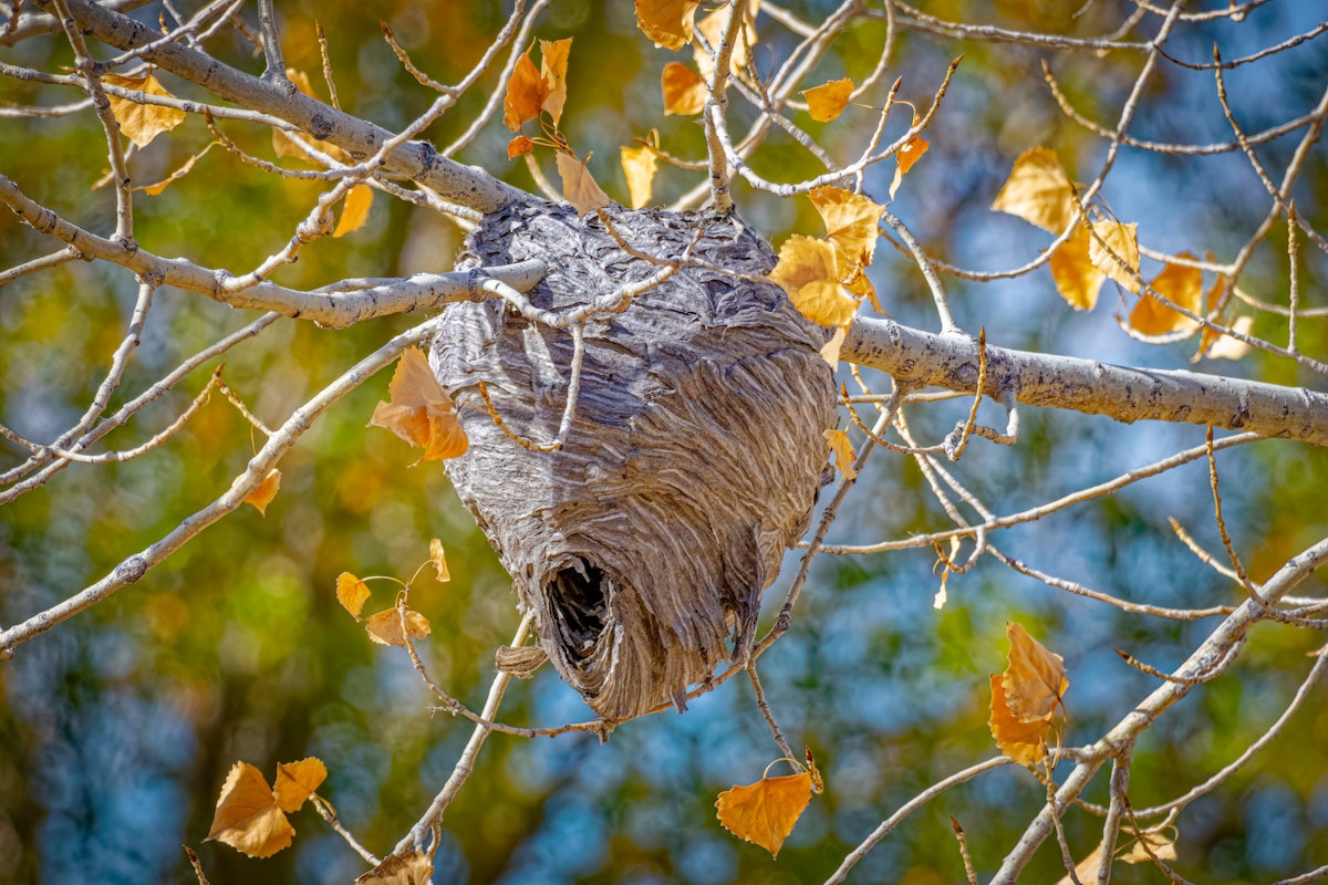 Wasps Can Hurt You. A Radioactive Wasp Nest Can't.