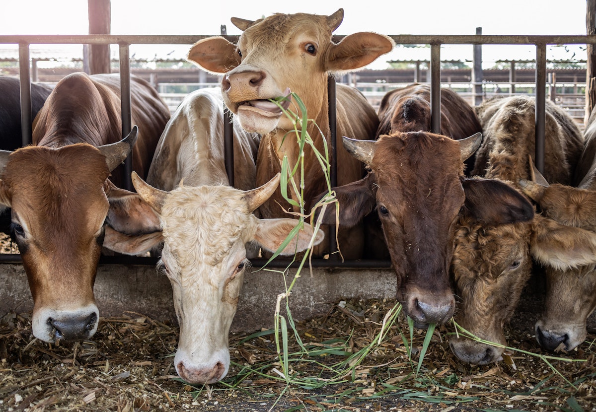 How Trump Can Quietly Cut Global Livestock Emissions By Selling American Beef
