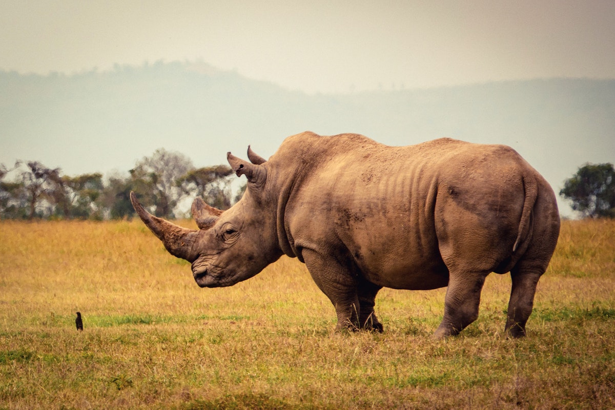 Biotechnology Is a Powerful Tool for Conservation