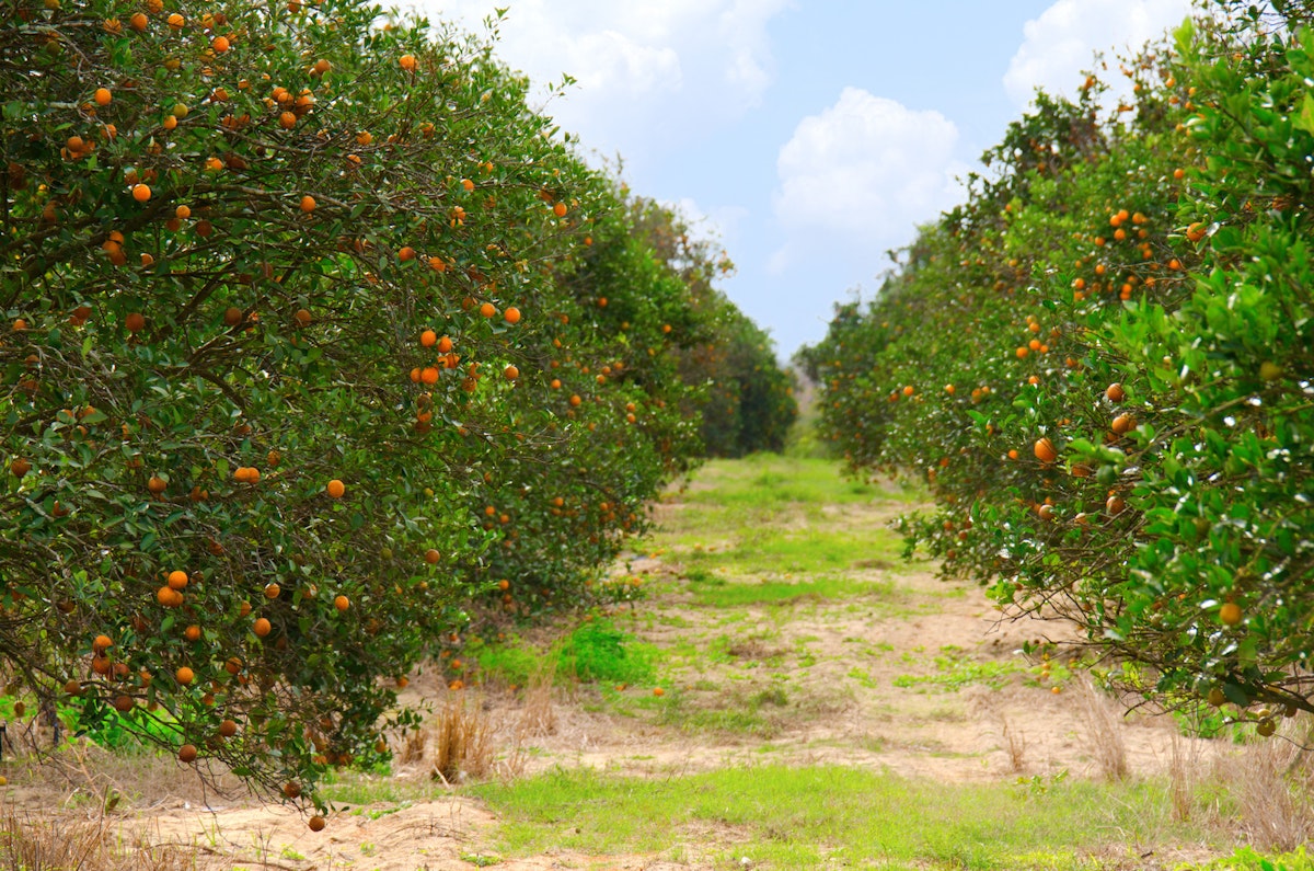 Agricultural Research Needs a Farmer-First Focus