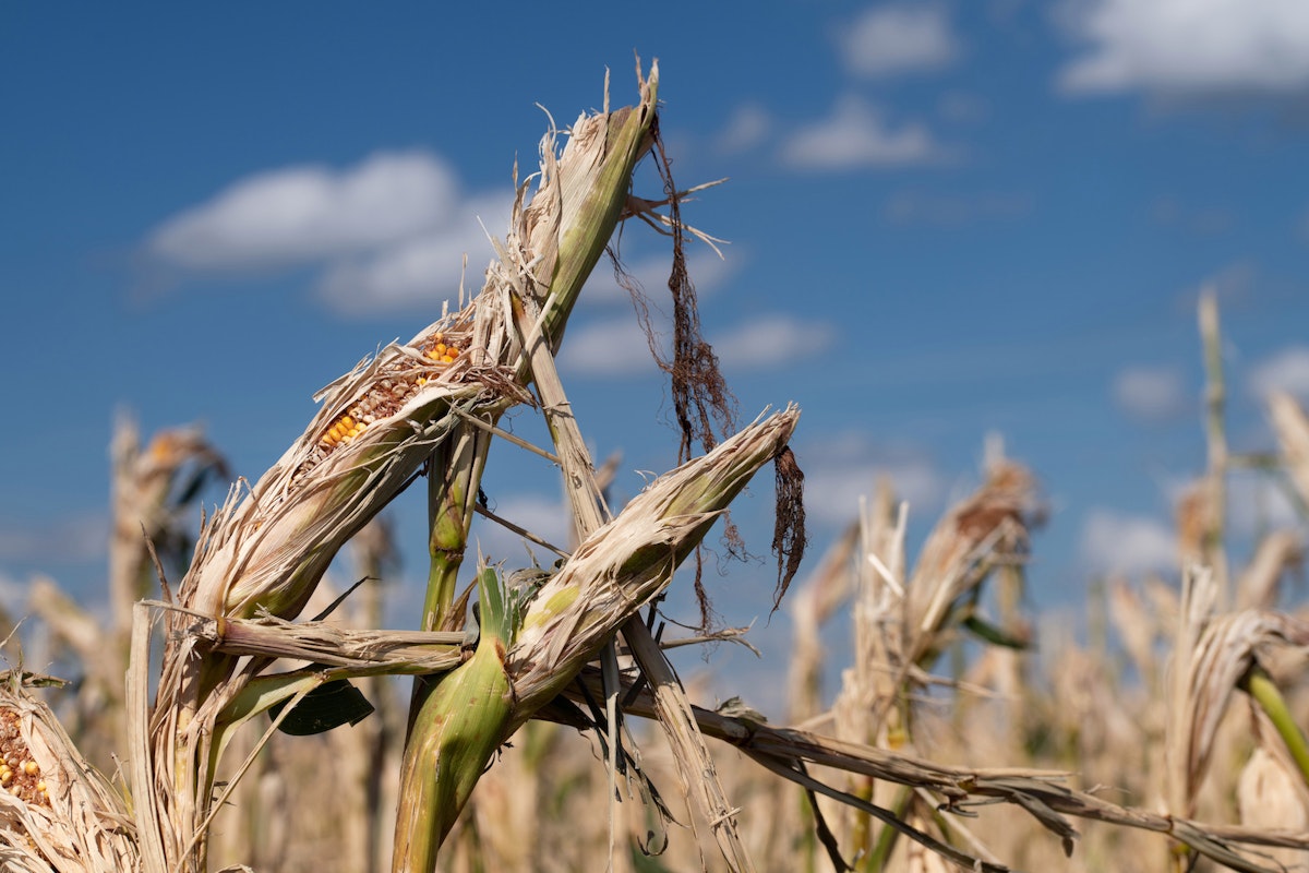 MAHA: Making Agriculture Harder for All