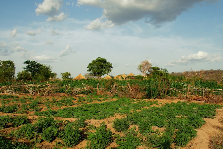 SSA Farm