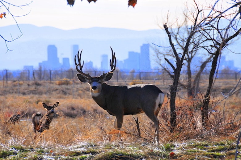 Mule Deer