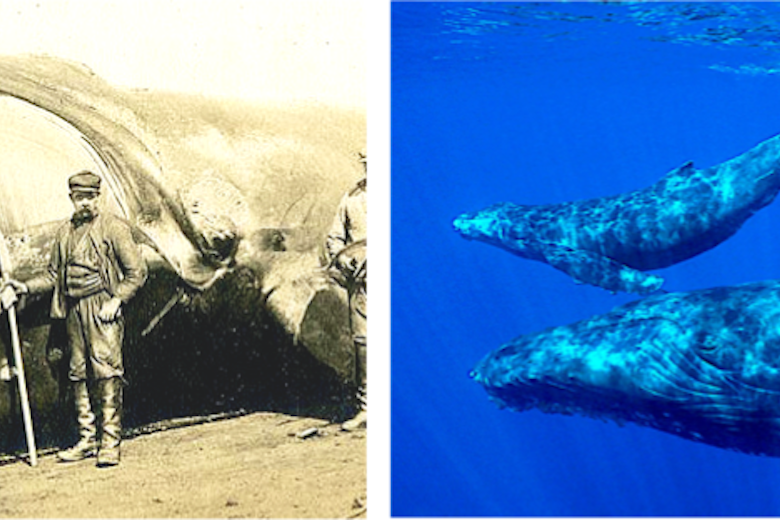 Whale Comparison