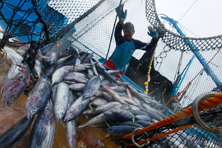 Overfishing Main