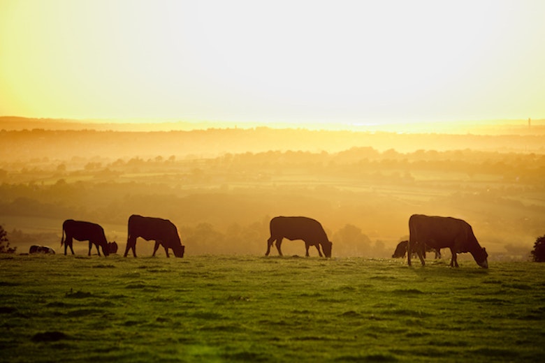 Cows Main