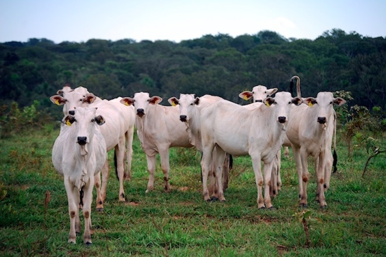 Cows