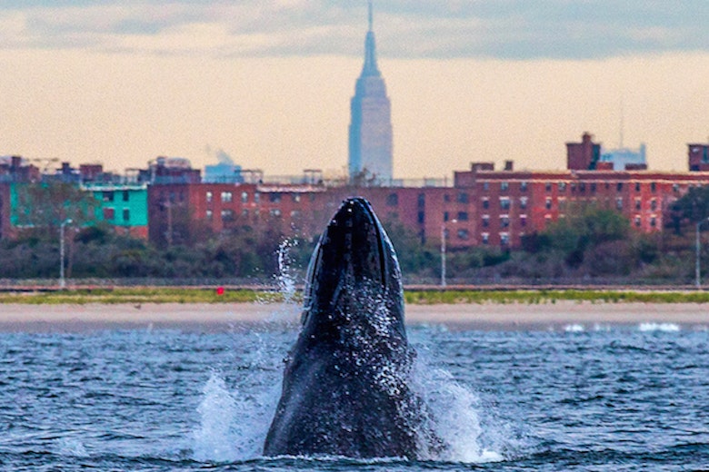 Humpback Whale Nyc