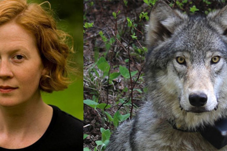 Marris Wolf Main