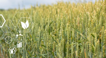 Ag Innovation Wheat