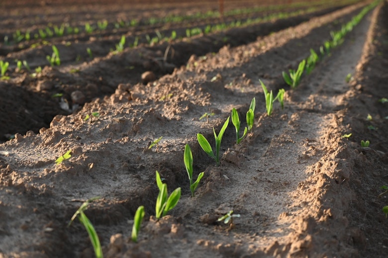 GMO Corn
