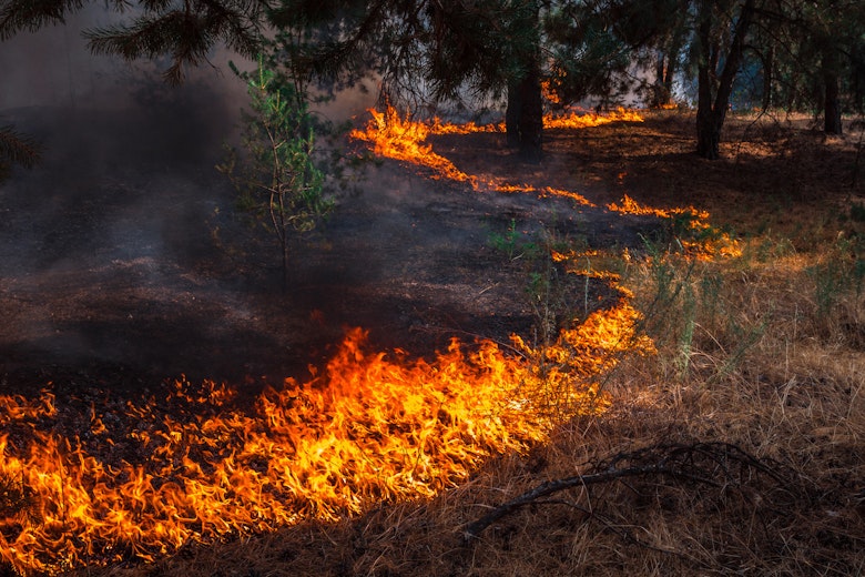 Prescribed Burn
