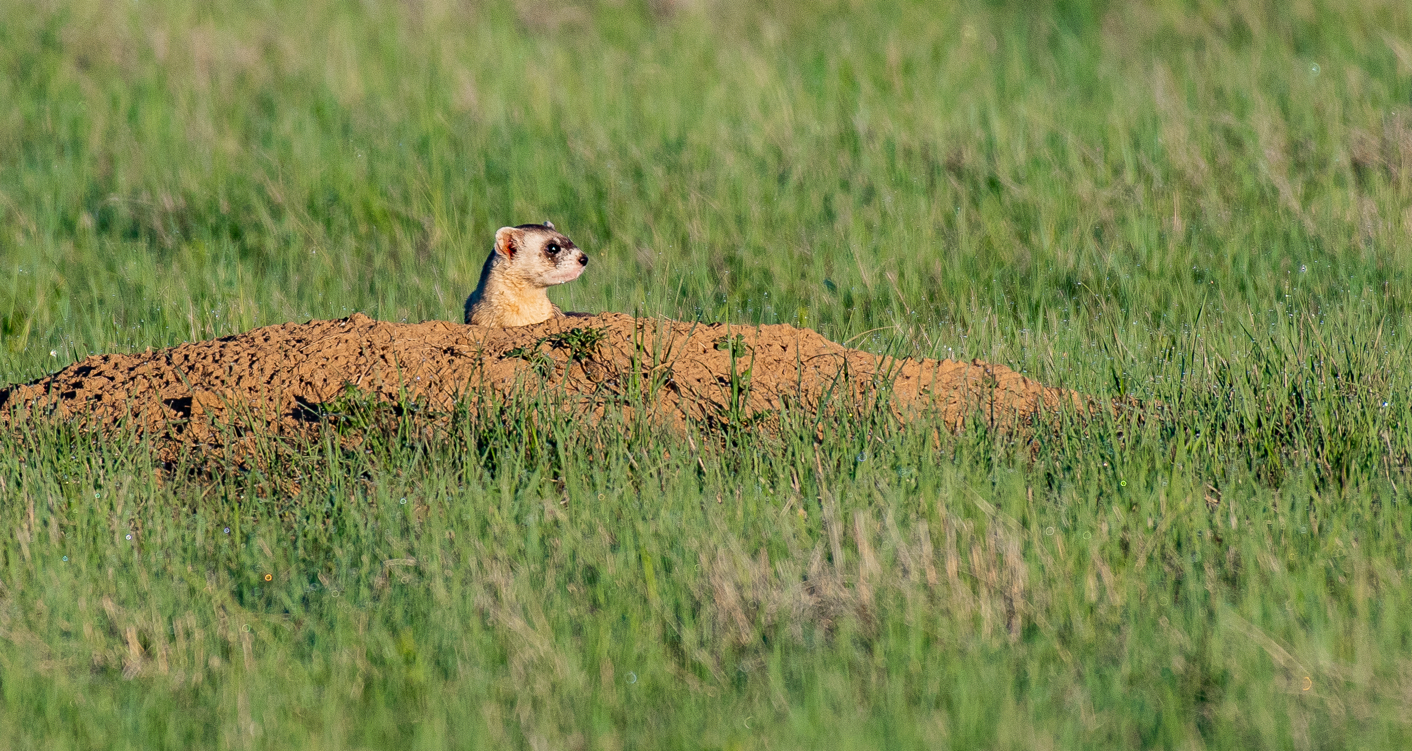 Adaptive Capacity Article