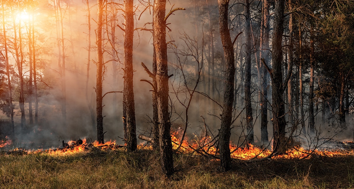 To Protect Forests, They Must Be Logged and Burned