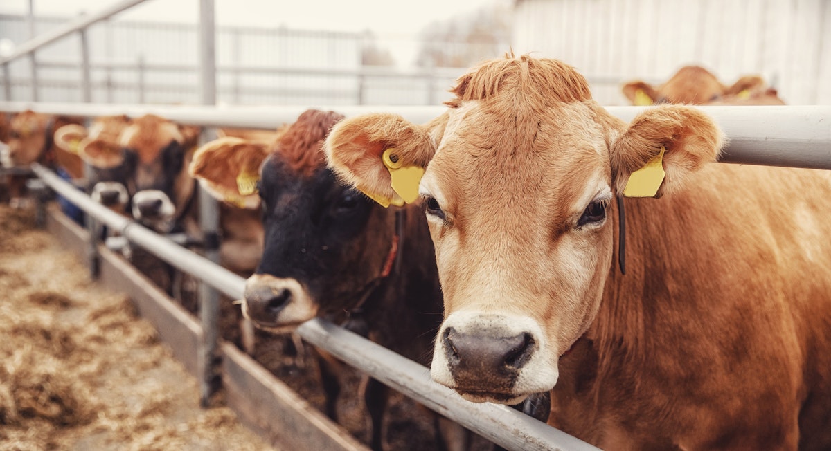 New Livestock Biotechnology Guidance Misses the Mark