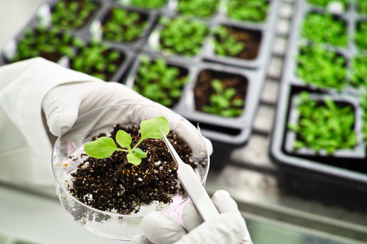 What Agency Regulates Biotechnology for Plant Health?
