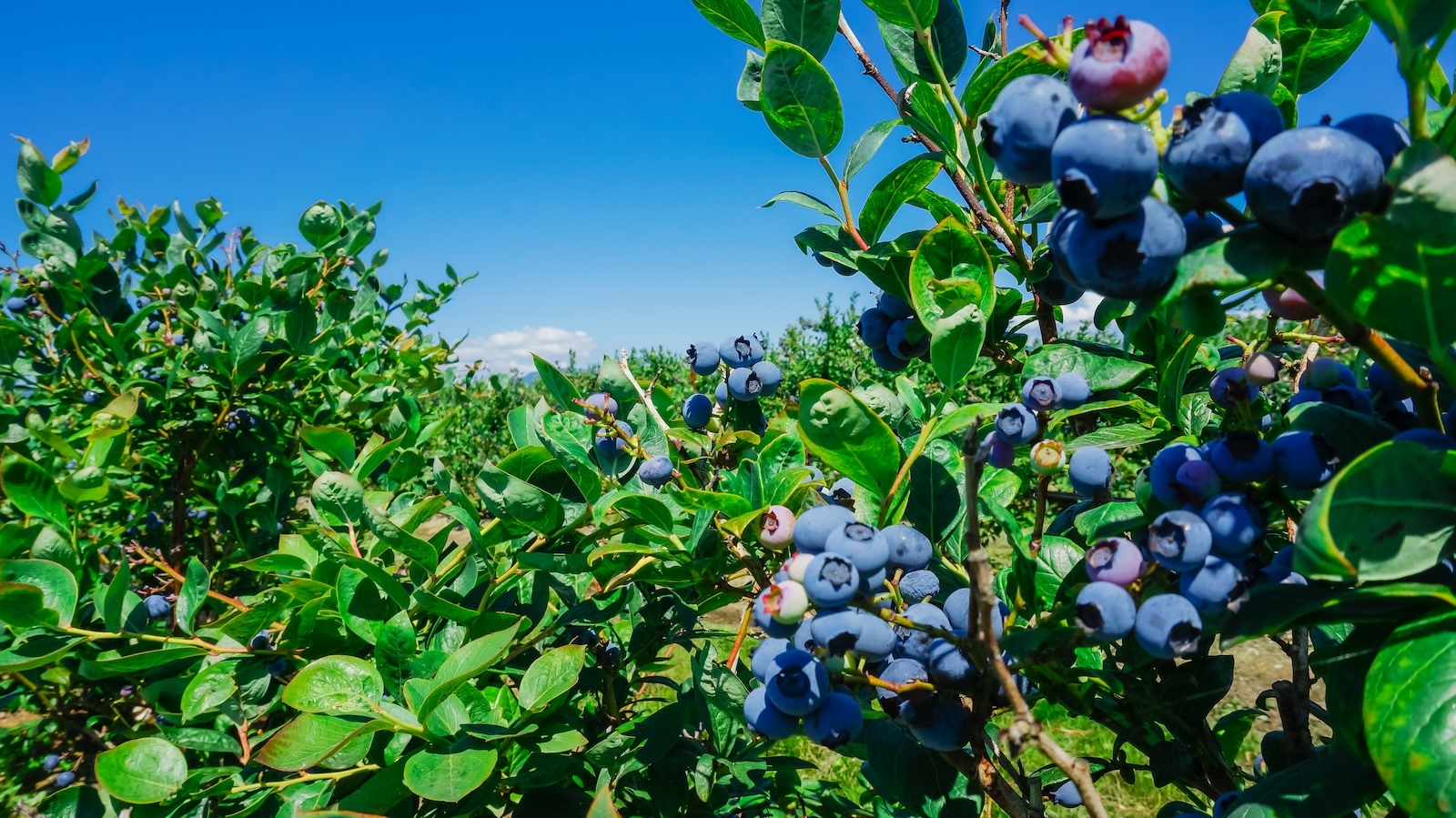Blueberry Field Forever