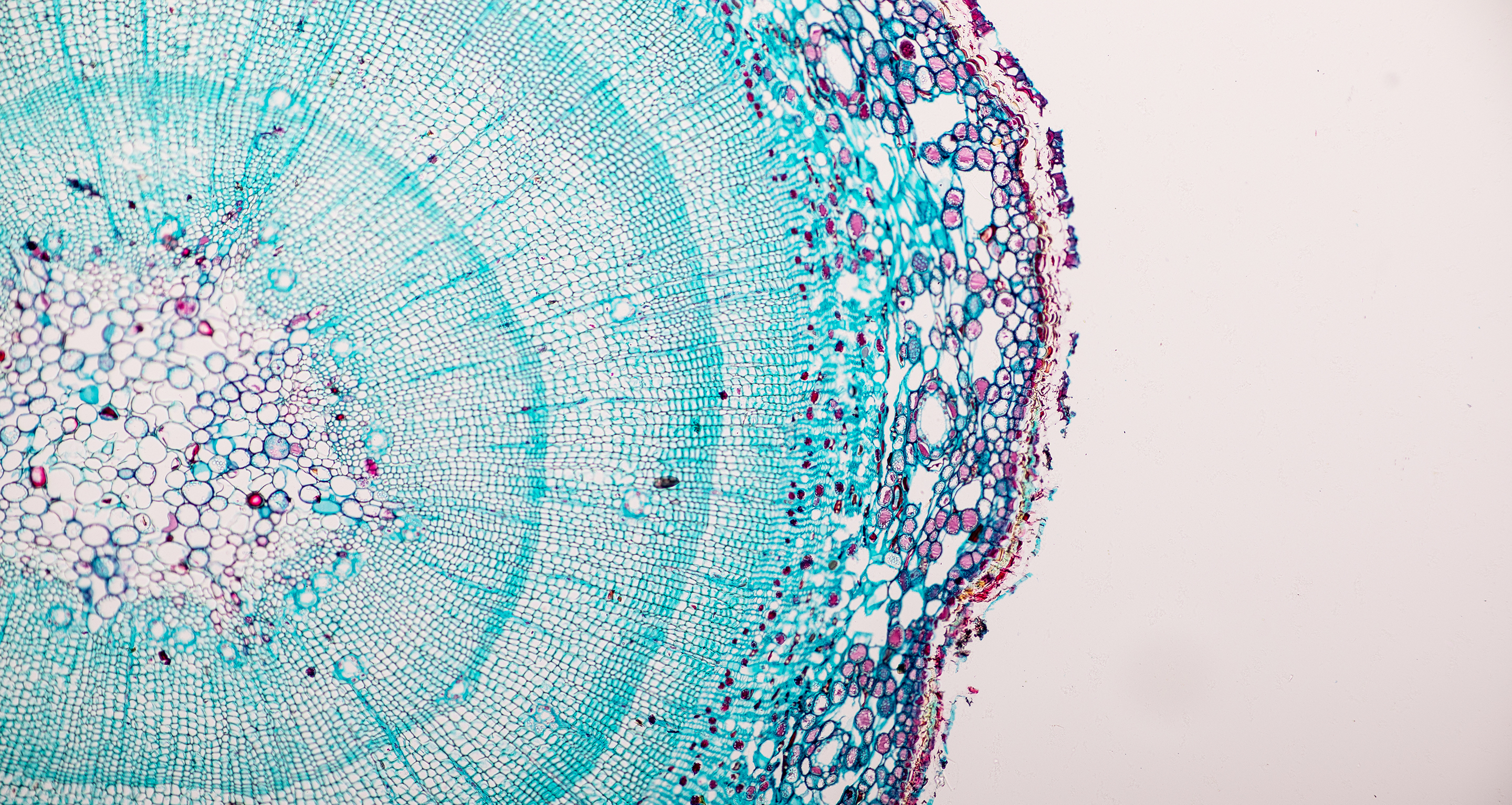 How Not To Deregulate GM Os