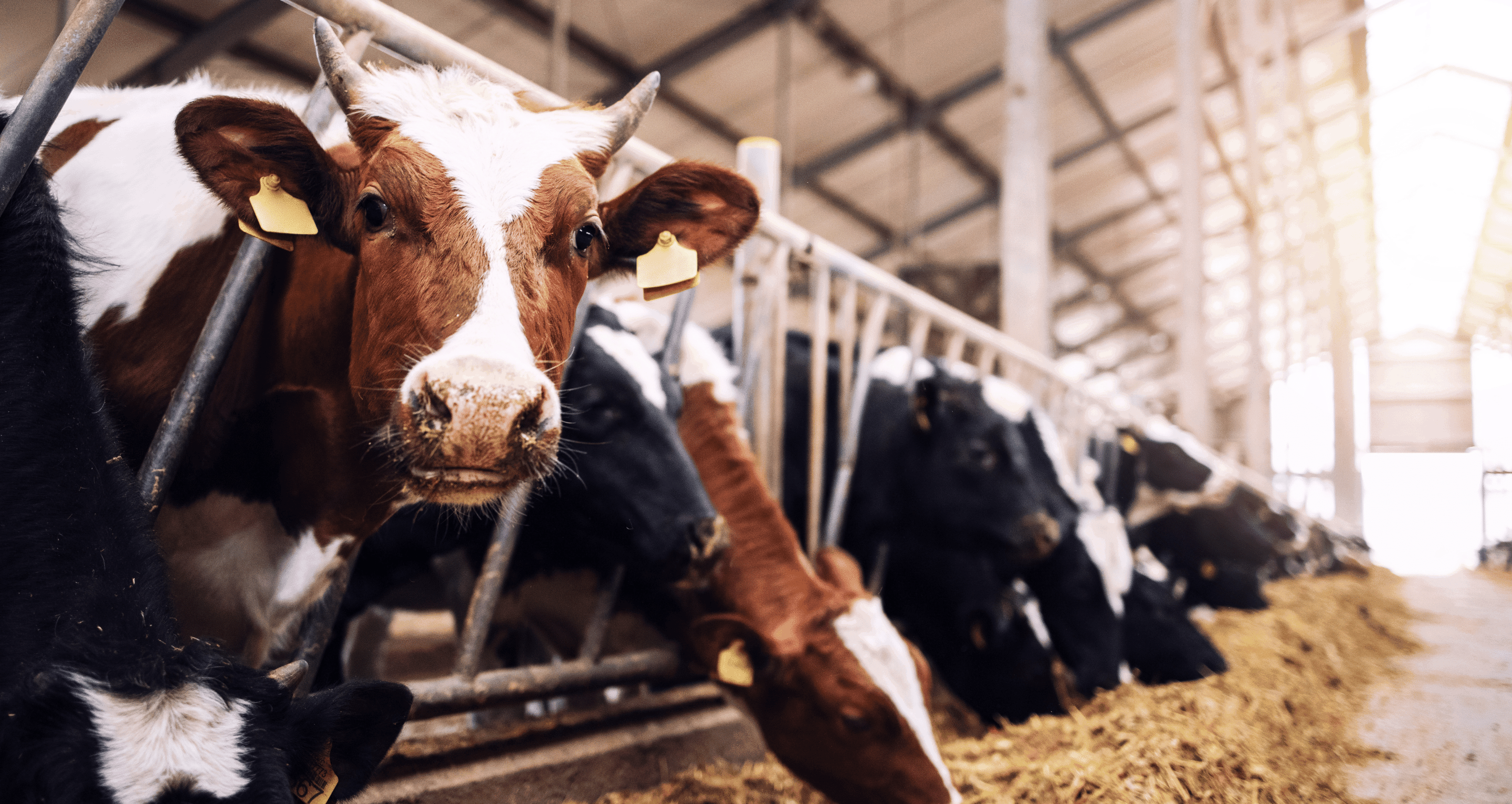 Its Whats For Dinner