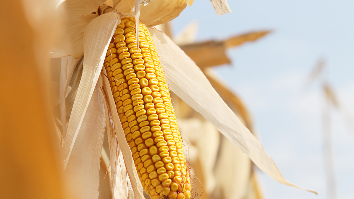 Limits to Adoption of Genetically Engineered Maize in Africa