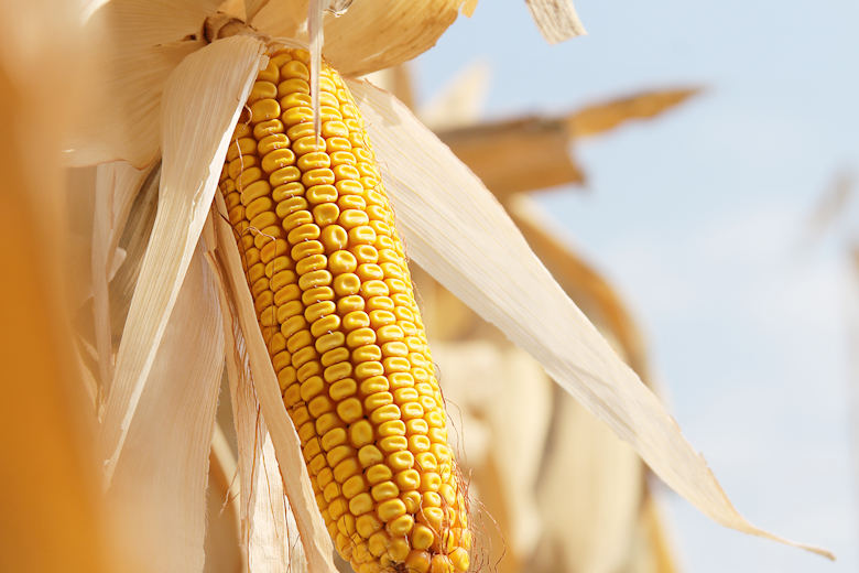 Limits to Adoption of Genetically Engineered Maize in Africa