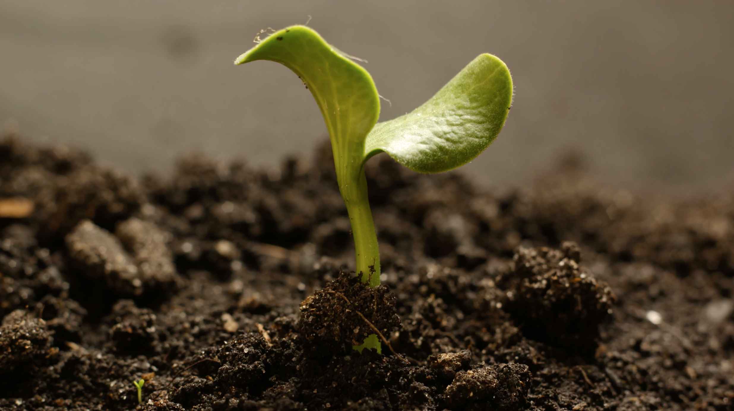 Screen Shot 2018 03 13 At 11 34 44 Am