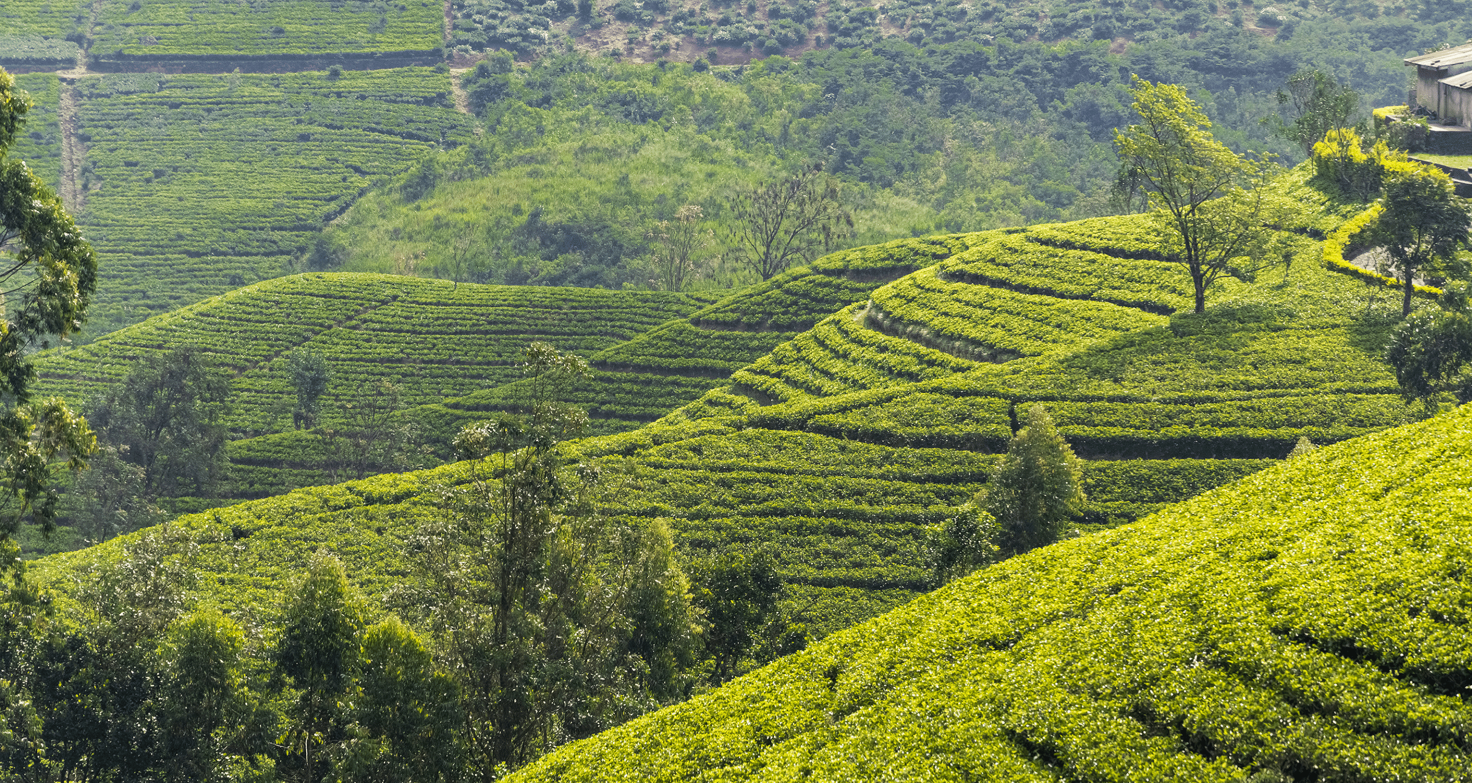 The High Costs of Organic Farming