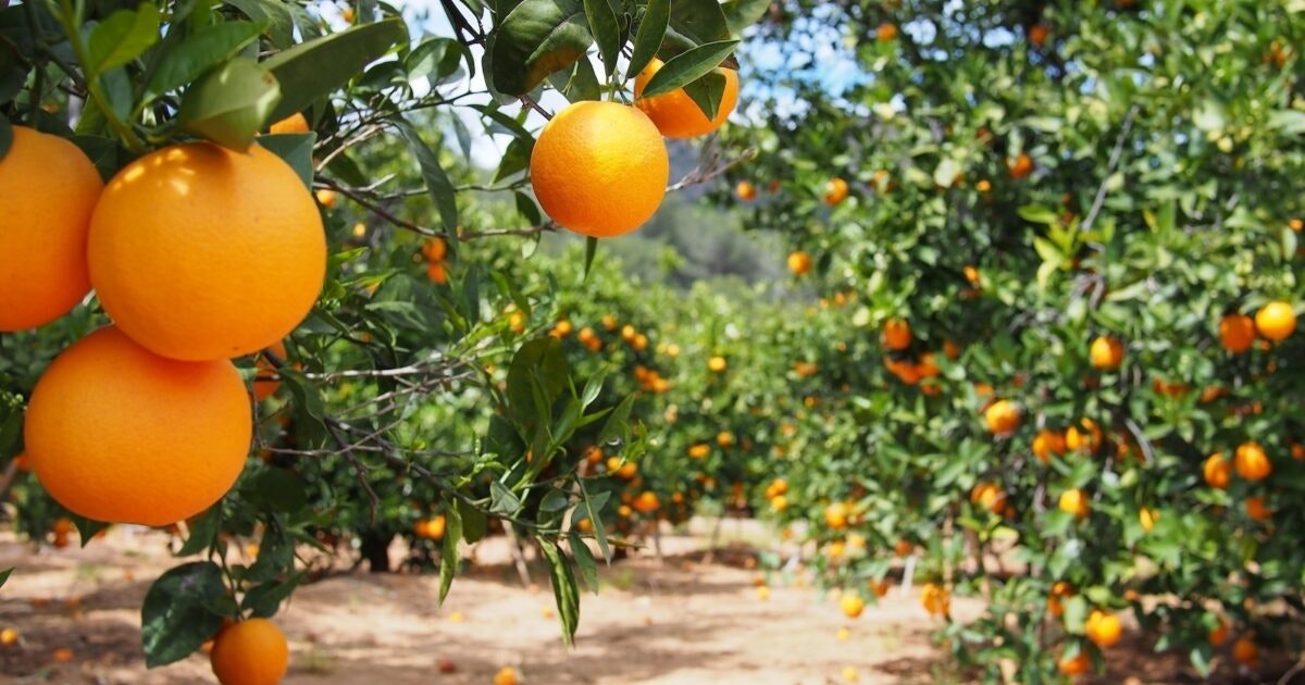 Regulations Must Improve to Help Crops… | The Breakthrough Institute