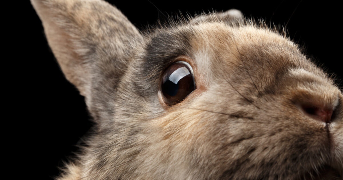 Do We Have a Moral Obligation to Abolish… The Breakthrough Institute