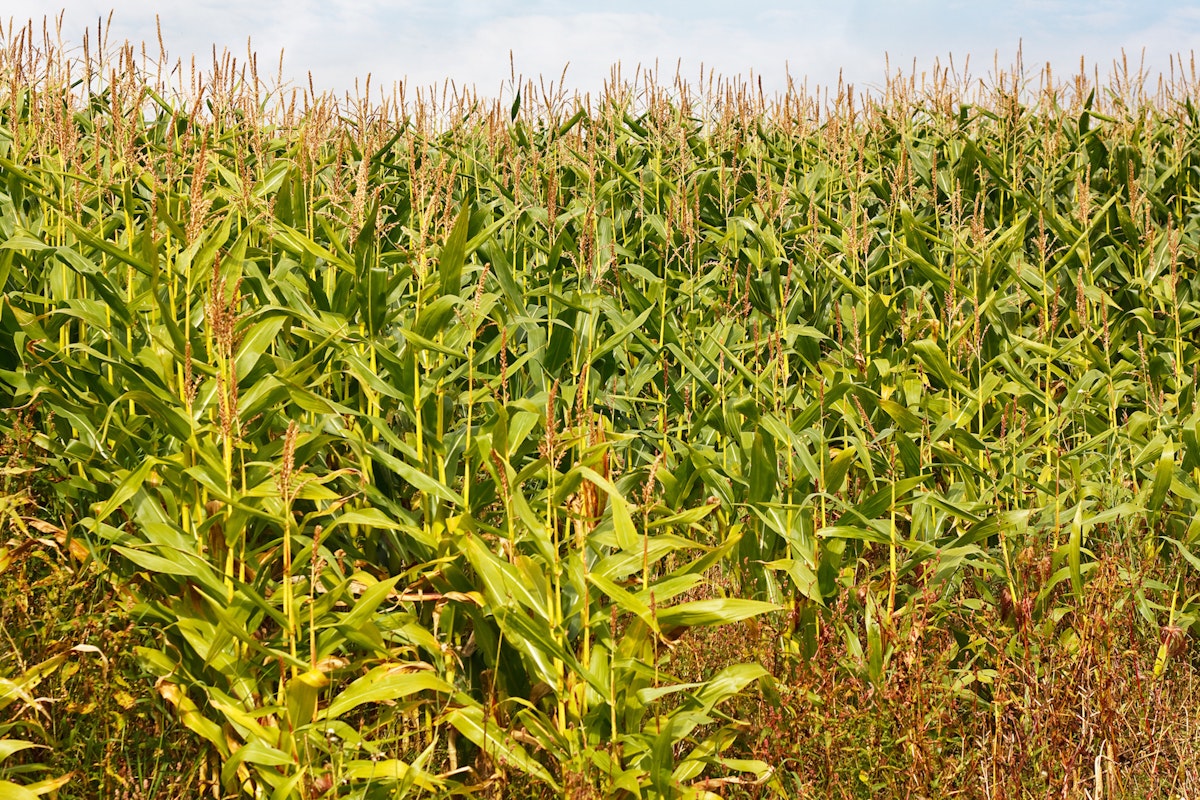 Commercializing Genetically Modified Crops in Africa