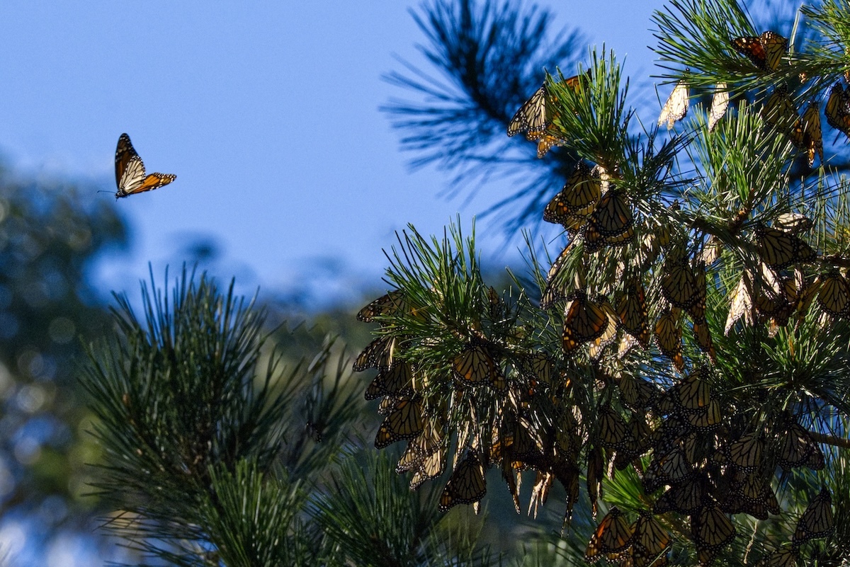 Monarch butterfly