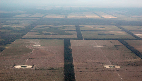 Deforestation In The Amazon