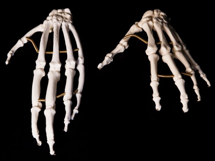 Evolve   Ape Vs Human Hands
