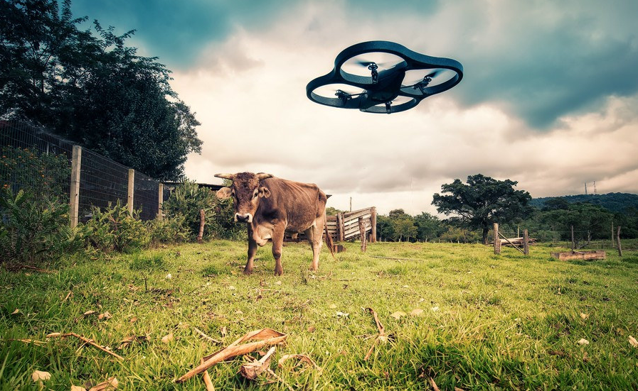 Cows Drones