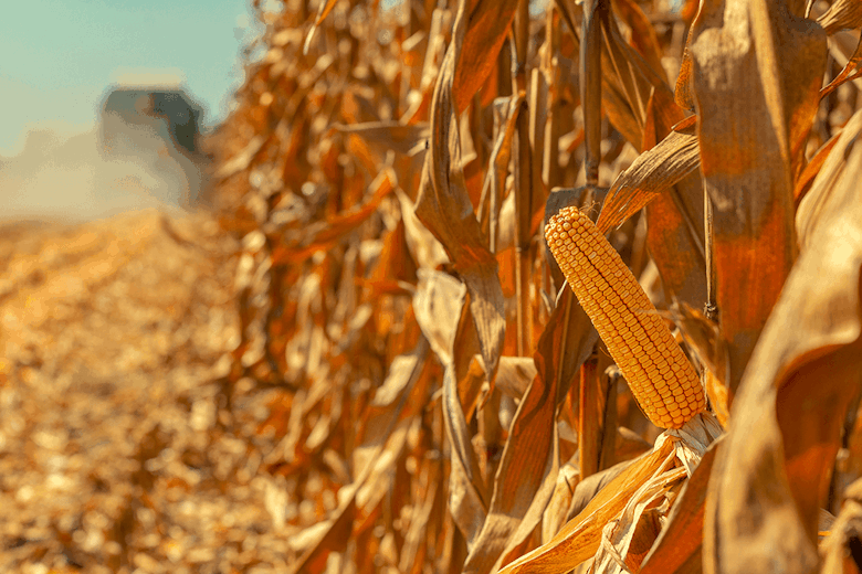 Genetically Engineered Crops Are Key to Lower-Carbon Agriculture