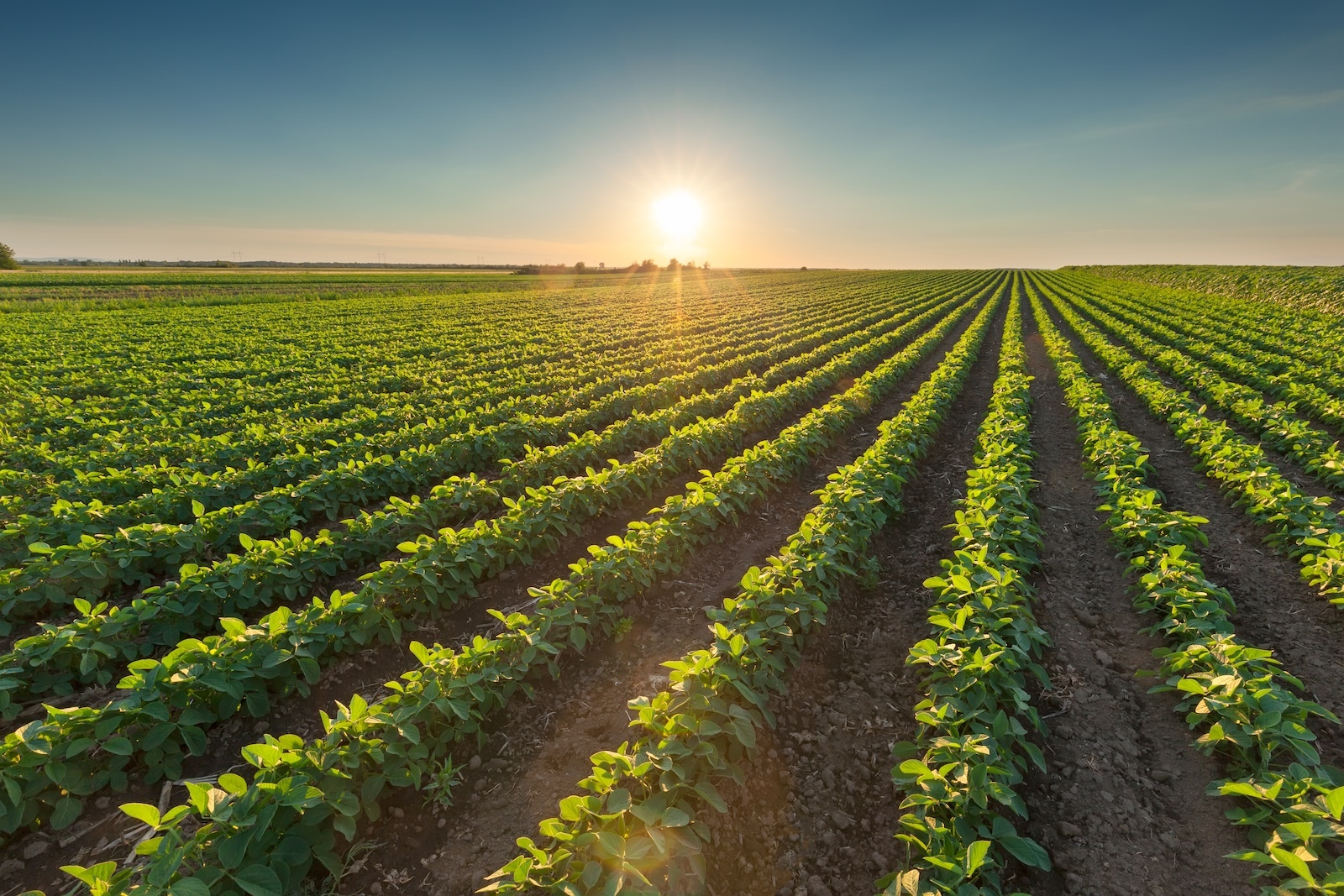 Global Shifts in Plant Biotech Regulations