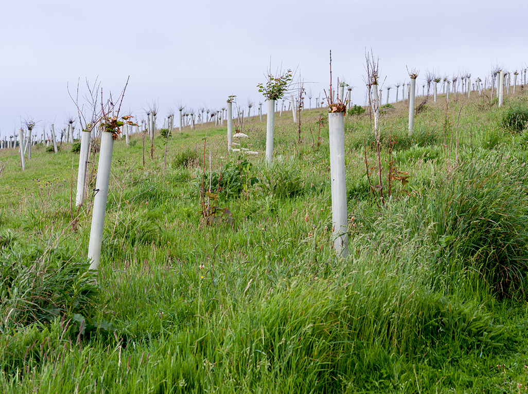 More trees less land Banner 2