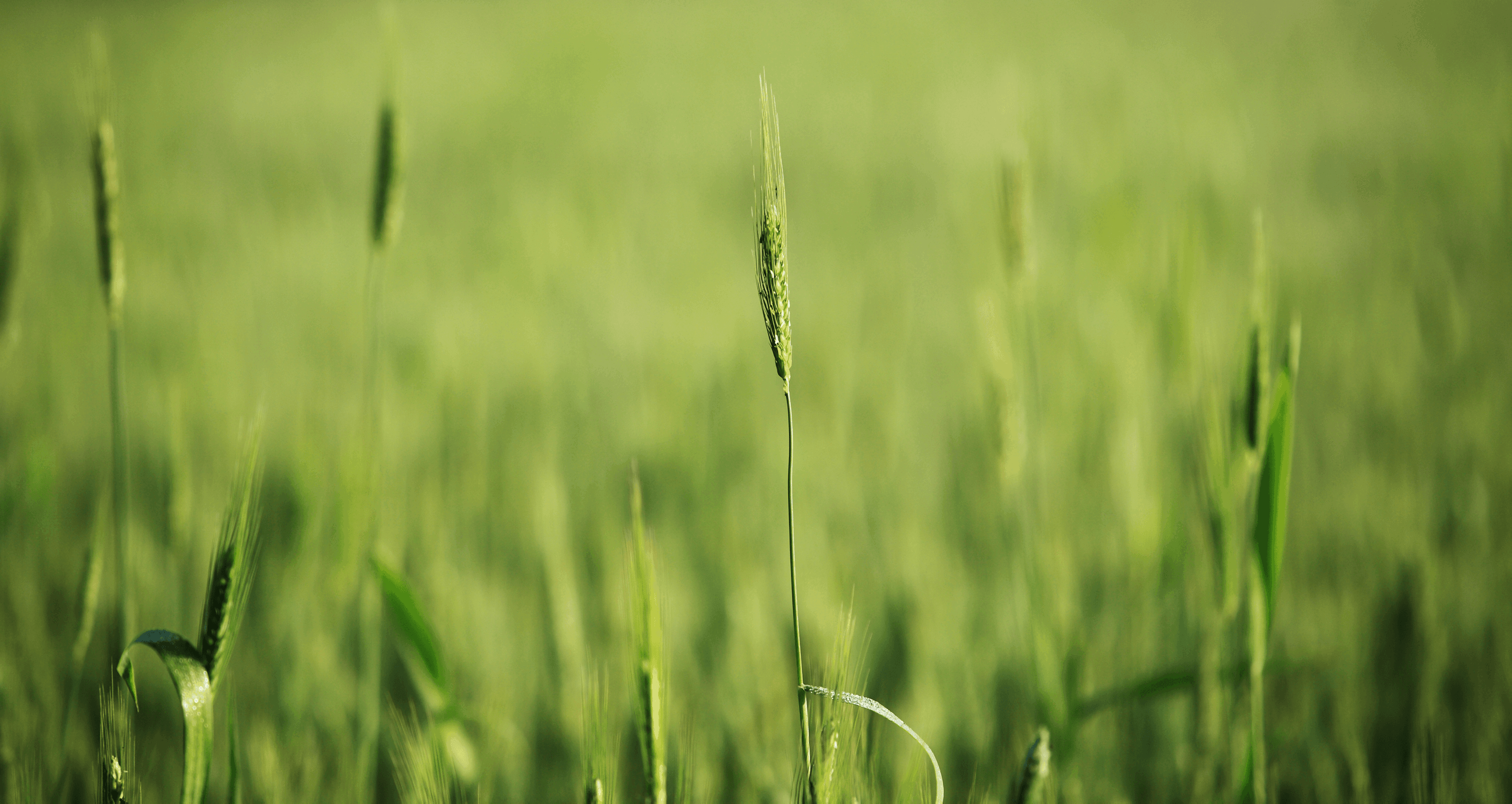 Growing Democracy final