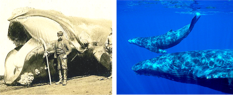 Whale Comparison