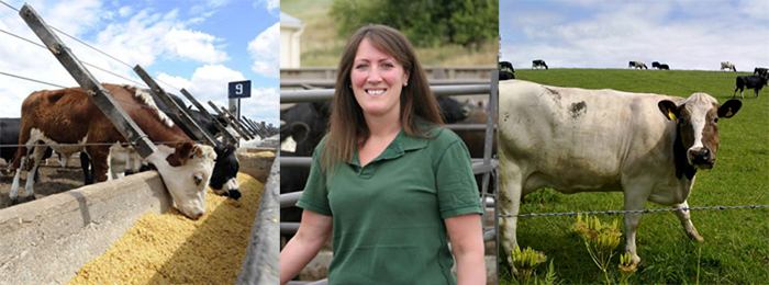 Judecapper Beef Main