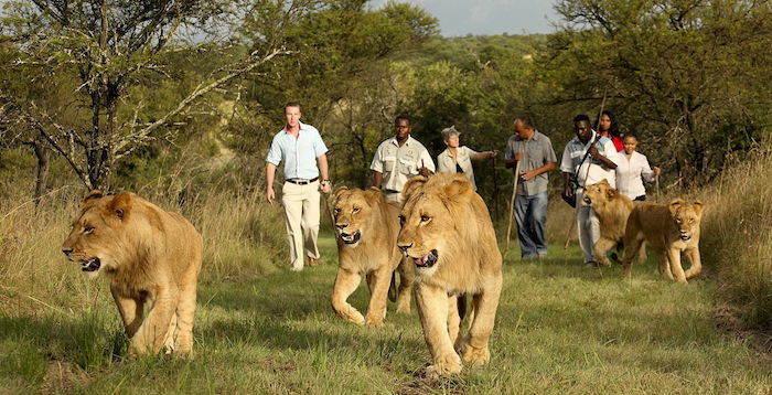 Walk With Lions 2