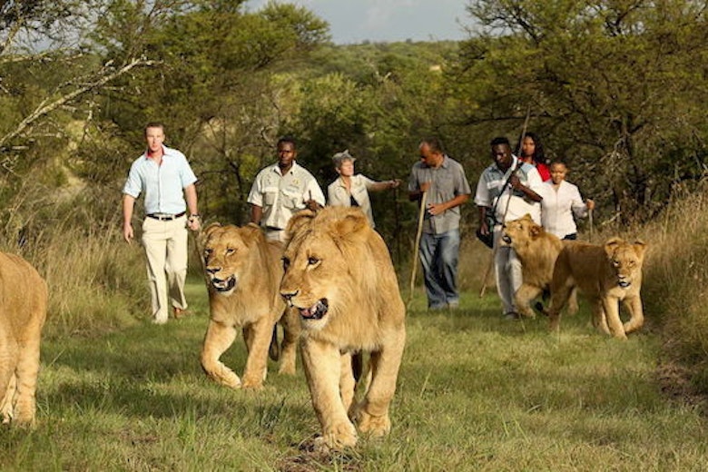 Walk With Lions 2