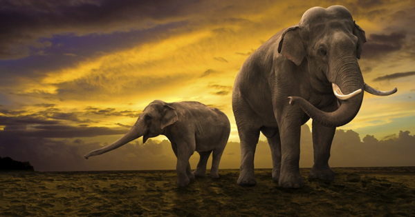 Elephants Rewilding Main