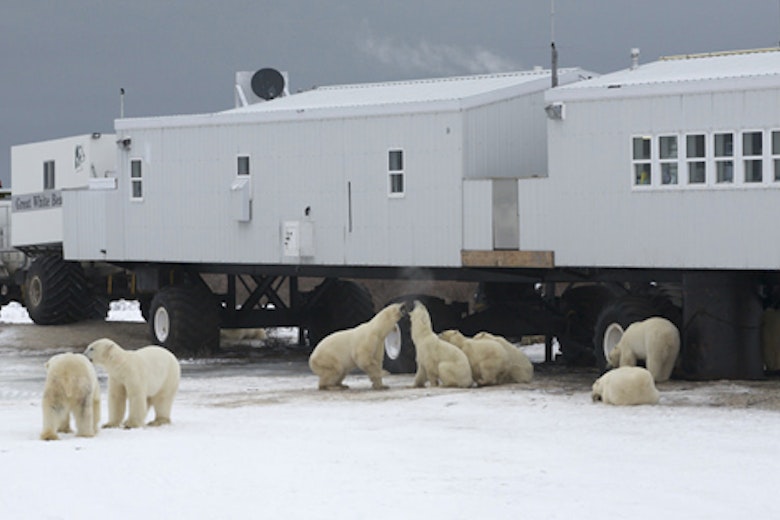 Polar Bears Main