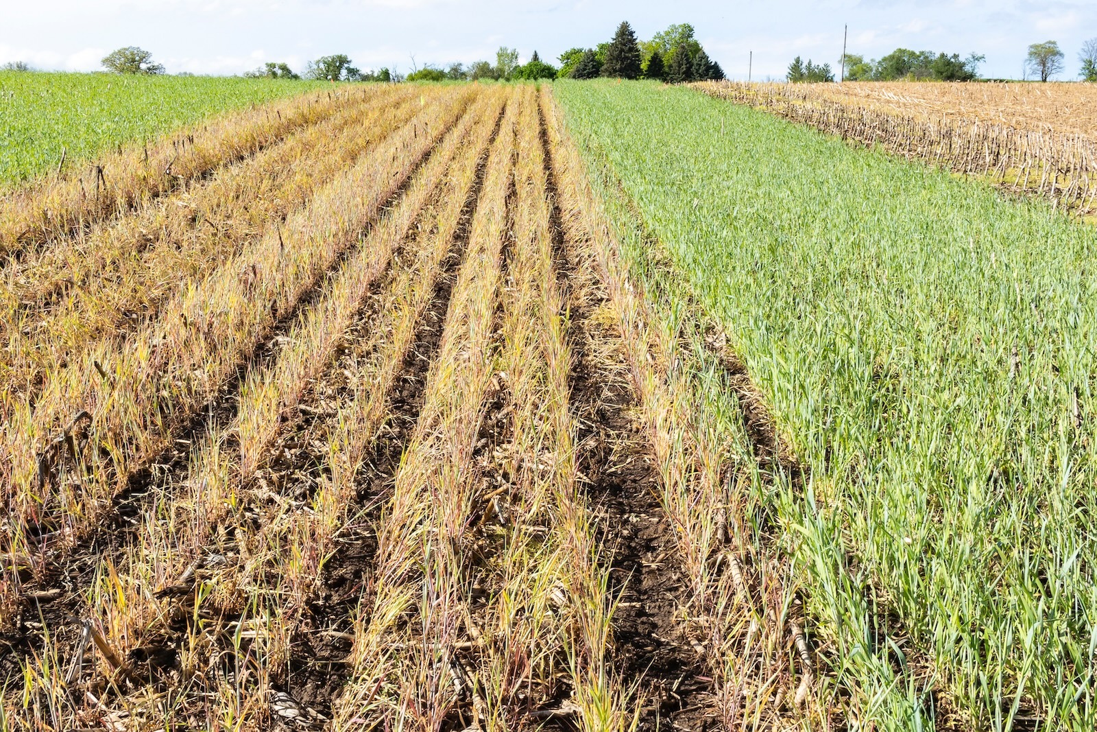 AG Research