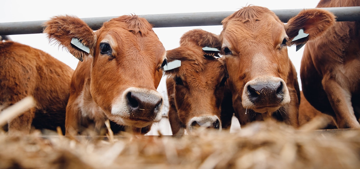 Livestock Don’t Contribute 14.5% of Global Greenhouse Gas Emissions