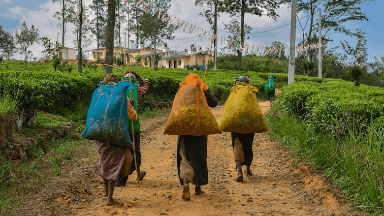 Sri Lankas Experiment with Organic Farming Fails Miserably