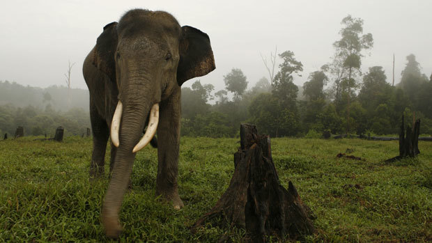 Sumatra Elephant Main