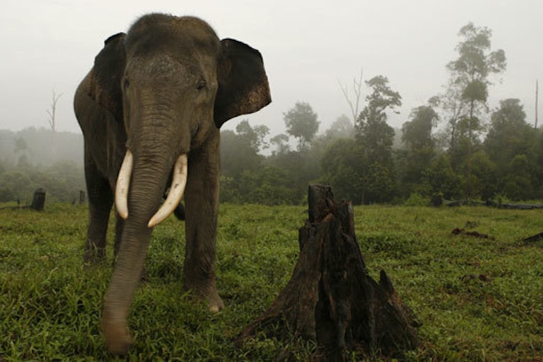 Sumatra Elephant Main