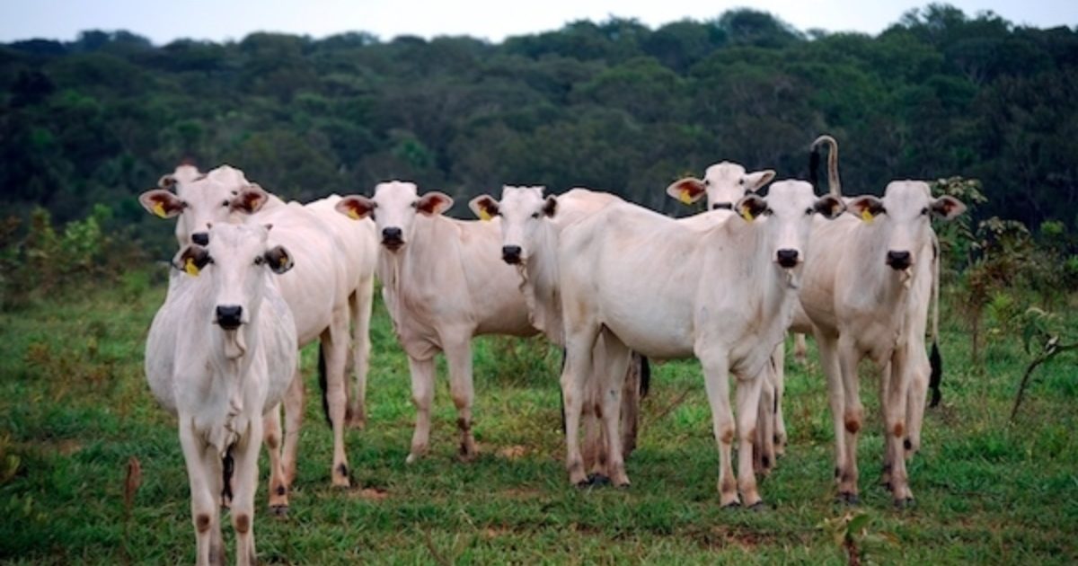 Cattle Prod Stock Prod Cattle Cow Pig Hot Shot Handle Swine Proder Dete FAST USA 